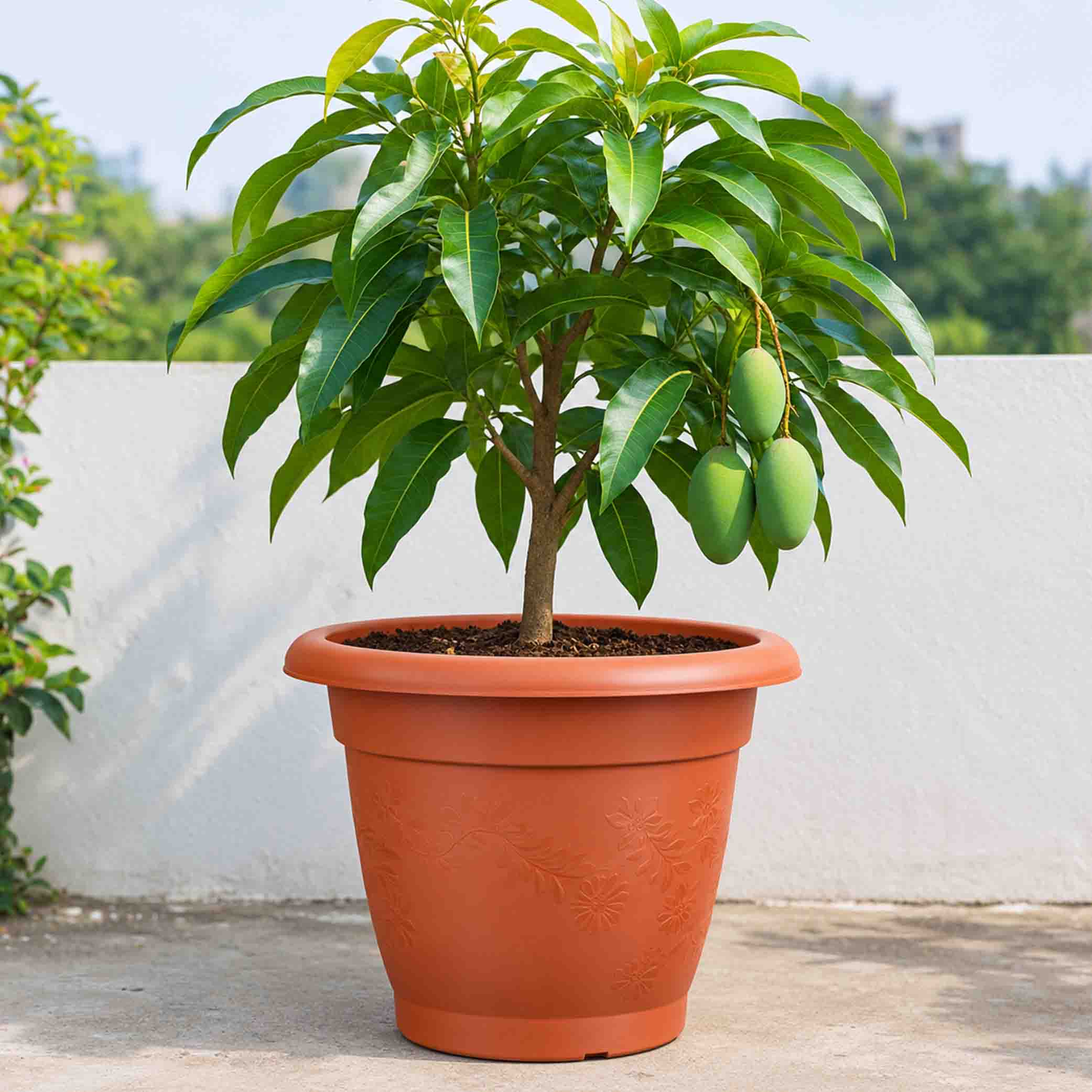 ২৫ ইঞ্চি বড় ইকো টব প্ল্যান্টার